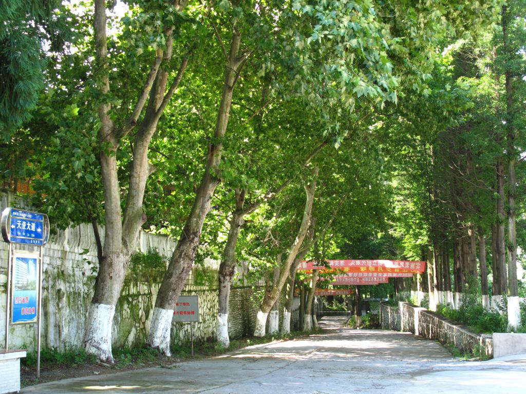 校園林蔭